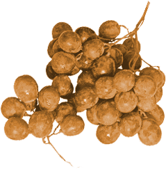 Grapes
