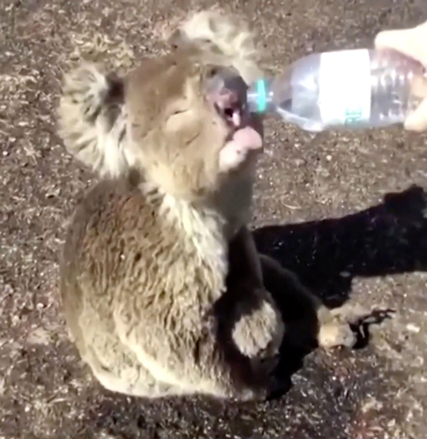 Koala Drinking 2