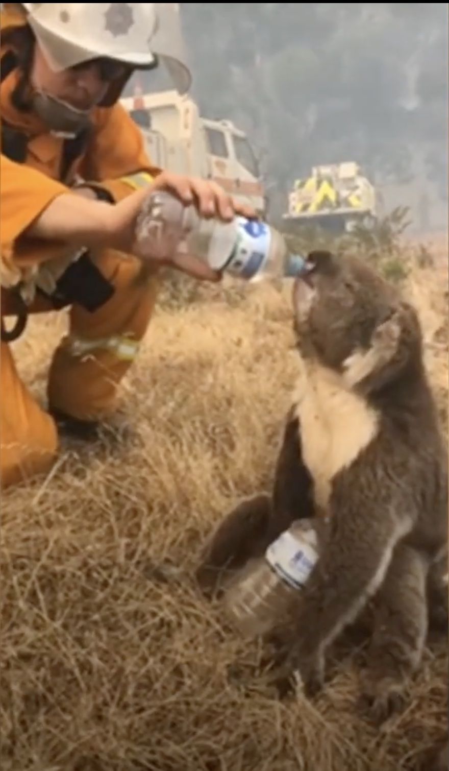Koala Drinking 3