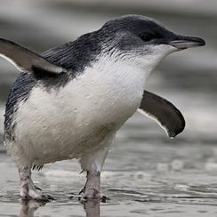 Littlebluepenguin Craigmckenzie Lg 1769671952