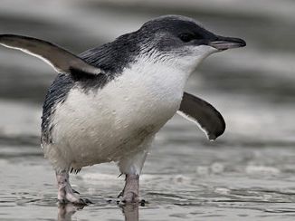 Littlebluepenguin Craigmckenzie Lg 1769671952