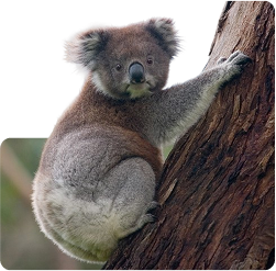 Koala Guaruntee 250
