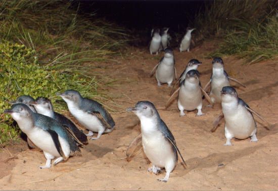 Little Blue Penguins1 1769672007