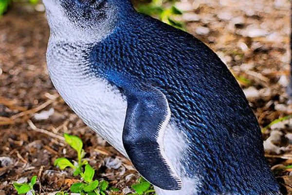 Little Penguin