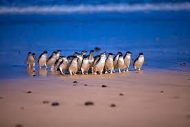 Penguin 2 1769672057