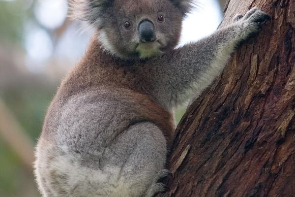 Koala Climbing Tree