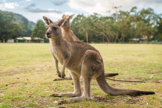Kangaroos At Grampians Melbourne Touring Company 800Px