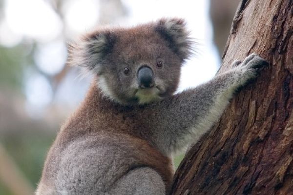 Koala Climbing Tree