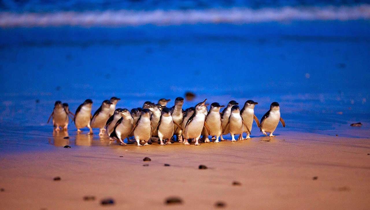 Penguin Parade Private Tours from $1099