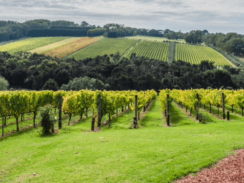 Photo Of Vineyard At Mornington Peninsula Melbourne Touring Company 793Px