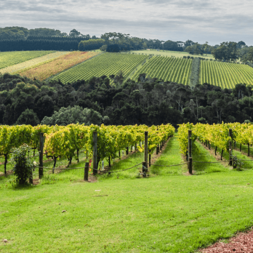Photo Of Vineyard At Mornington Peninsula Melbourne Touring Company 793Px