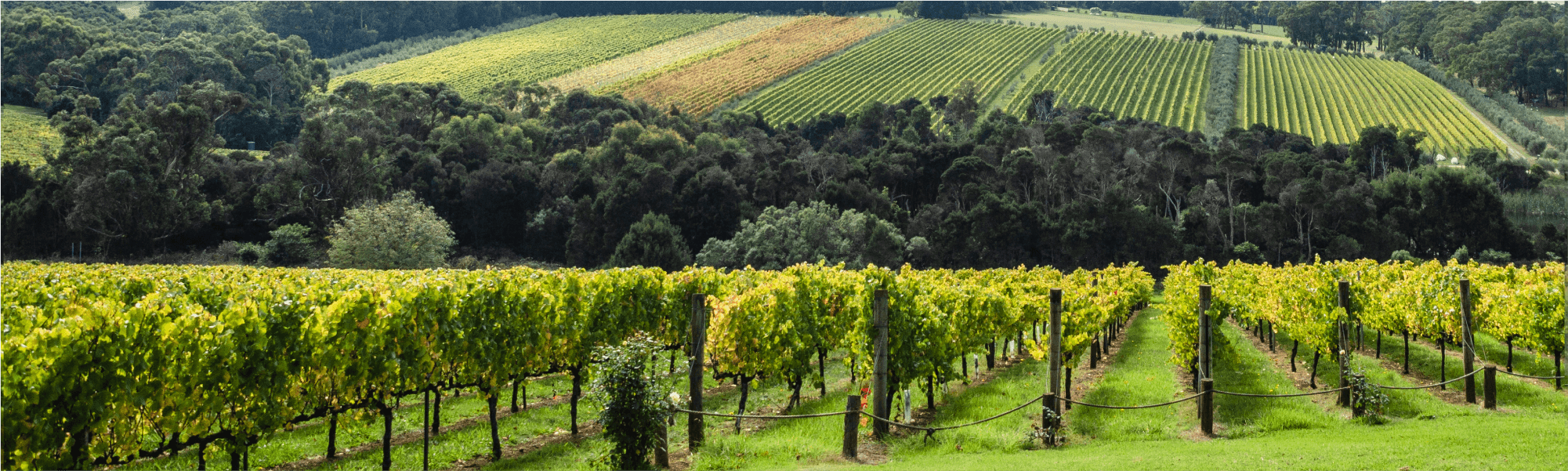 Luxury Private Wine Tours: Yarra Valley & Mornington Peninsula Tasting