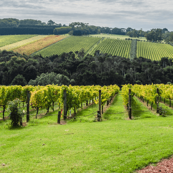 Photo Of Vineyard At Mornington Peninsula Melbourne Touring Company 793Px