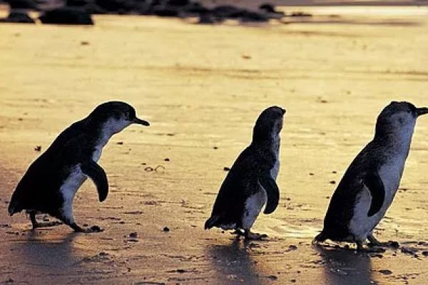 Phillip Island Pengiuns