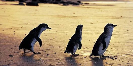 Phillip Island Pengiuns