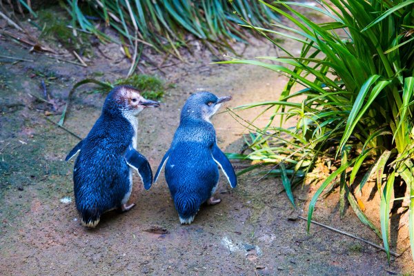 Little Penguin Pair