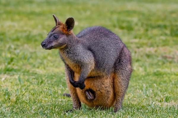 Wallaby