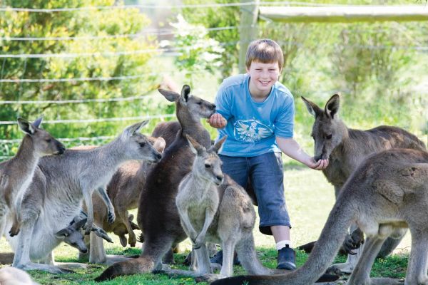 Hand Feeding Kangaroos