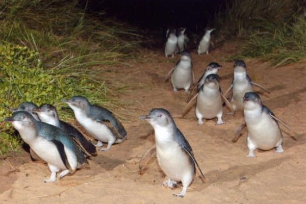 Little Blue Penguins1