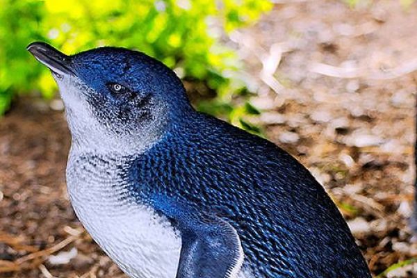 Little Penguin