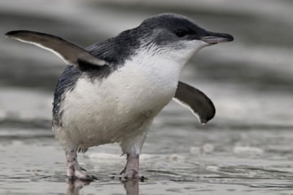 Littlebluepenguin Craigmckenzie Lg