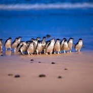 Penguin 2
