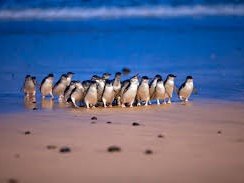 Penguin 2