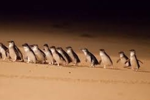 Penguin