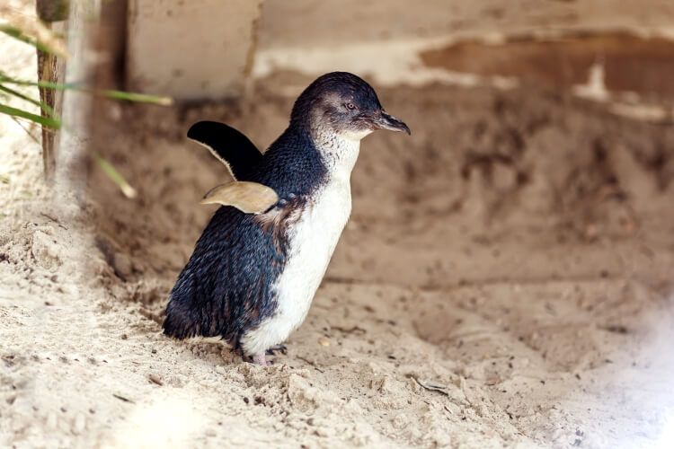 Photo Of A Penguin Flapping Melbourne Touring Company 750Px
