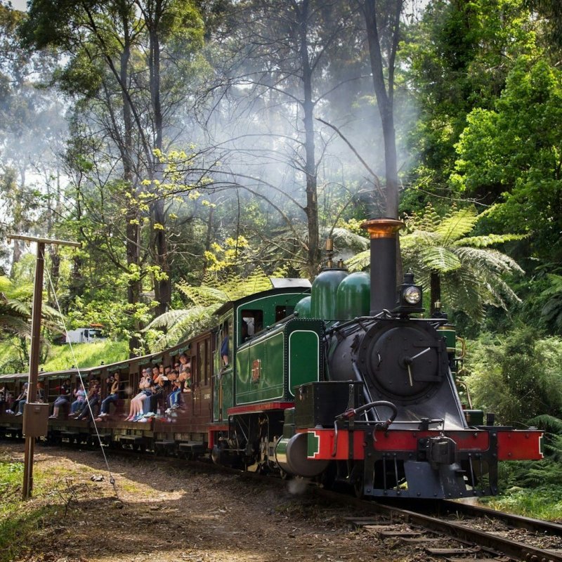 Puffing Billy And Tree Ferns