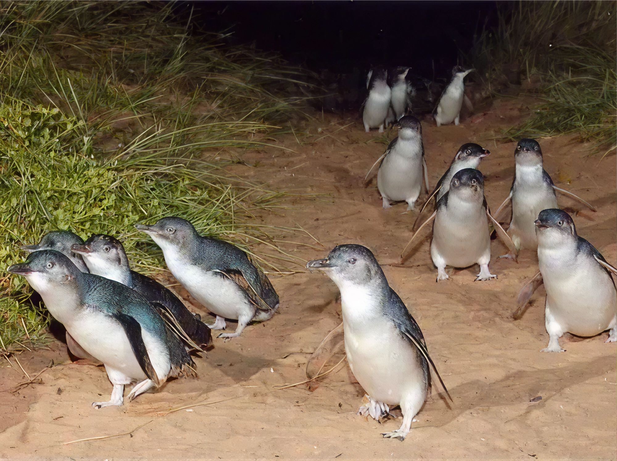 Penguin Parade Private Tours (Melbourne): Phillip Island & Wildlife Private 1 & 2 Day Trips