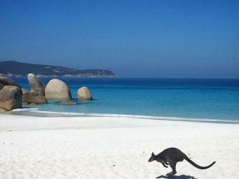 Squeaky beach voted Australia’s best beach in 2024