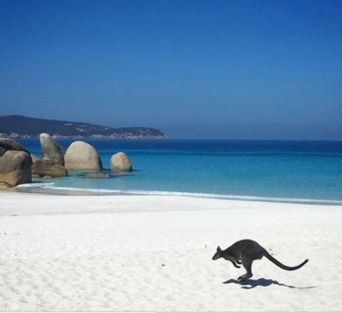 Squeaky beach voted Australia’s best beach in 2024
