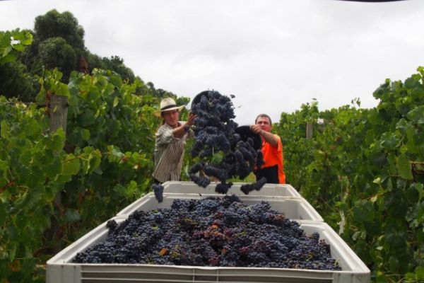 Harvesting Melbourne Touring Company Lg