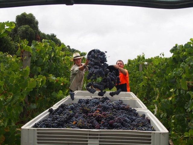 Harvesting Melbourne Touring Company Lg