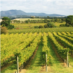 Winery Tour